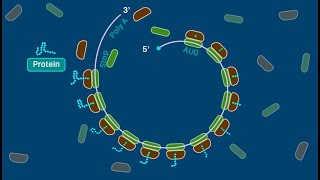 Polyribosome [upl. by Eelrehpotsirhc]