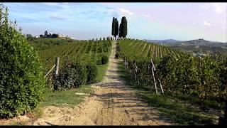 Michele Chiarlo vineyards tour short version [upl. by Groeg]