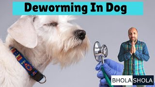 Deworming  Dewormed  Deworm  In Dogs  Puppys  Bhola Shola [upl. by Schuman36]