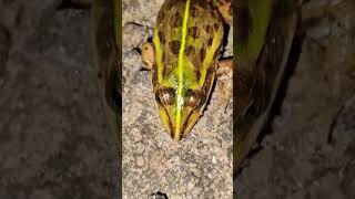 frog🐸🐸 dance short viral frog [upl. by Mirisola719]