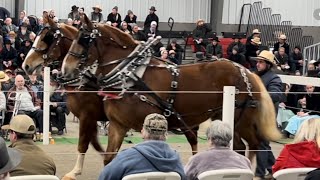 Mid Ohio Draft Horse Sale  Spring 2024 [upl. by Gnihc]