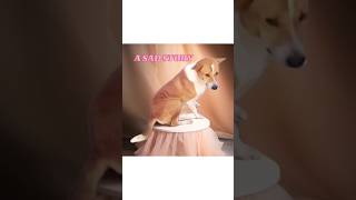 Dogs sad story  Super Dog  Dog prank Best funny videos prankshorts viralvideo [upl. by Eciened]