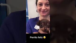 Perrito feliz Disfruta la fruta😀 [upl. by Cinimmod]