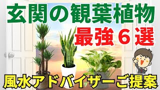 玄関の風水観葉植物【最強6選】。風水アドバイザーが選ぶとこうなった。 [upl. by Schnur]