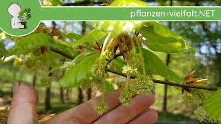 Rotbuche  BlüteBlüten  180418 Fagus sylvatica  Bäume amp Sträucher bestimmen [upl. by Perla]