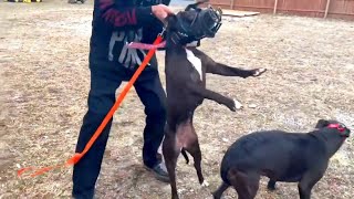 Power Submitting Dog Reactive Pitbulls  Help BIG CHUCK MCBRIDE Donate Below [upl. by Idner]