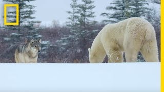 Wolf Pack Takes on a Polar Bear  Ep 1  Wildlife The Big Freeze [upl. by Faxun876]