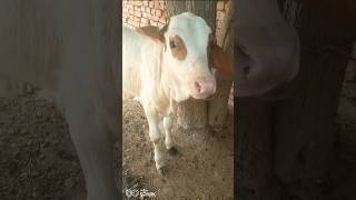 Ghulabi ablak bail beautiful gaba patela White ghulaby home bread bacha cow babyshokcowbaby [upl. by Snah640]