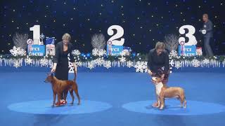 THAI RIDGEBACK DOG  DOG SHOW Kyiv Rus 2018” and “Crystal Cup 2018 [upl. by Seni]