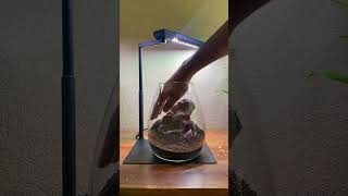 Dooa Shizuku terrarium plantedtank tropical aquascape hobby decor chihiros japan [upl. by Frazier]