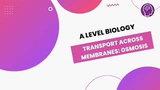 Transport Across Membranes Osmosis  A Level Biology  OCR AQA Edexcel [upl. by Hoxsie]