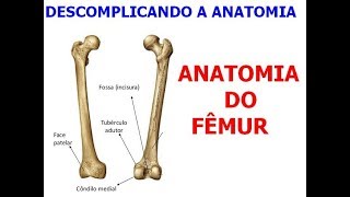 VÍDEO AULA 17  ANATOMIA DO FÊMUR [upl. by Ydwor]