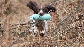 Gundog trainingEarly retrieve training for gundog pups [upl. by Portugal]