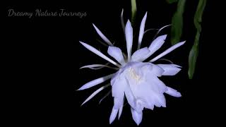 Timelapse of NightBlooming Cereus Epiphyllum Queen of the night Moon Cactus Night Cactus [upl. by Hirz236]