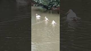 Trivandrum zoo [upl. by Arun36]