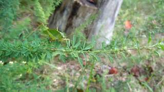 Scudderia furcata forktailed bush katydid 92810 MD [upl. by Sapowith]