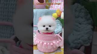 💖🐕🎉Cutest Teacup Dogs 🤗🤗 [upl. by Howlond]