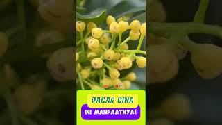 GEMA TANI  Tips dan Info Para Petani [upl. by Lopez]