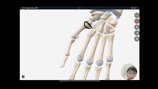 OSTEOLOGÍA CARPO METACARPO Y FALANGES [upl. by Gascony]
