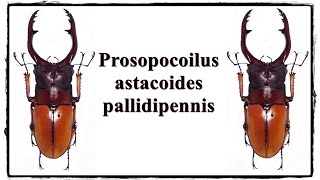 Prosopocoilus astacoides cf pallidipennis  Präparation  Mounting [upl. by Sille]