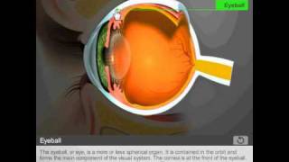 Anatomy of the eye by Quantel Medical [upl. by Nichole509]