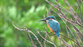 普通翠鳥吐出食物繭及排泄 Common kingfisher regurgitating pellets and excreting [upl. by Arnoldo]