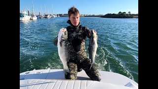 Spearfishing for Bass off the Llyn Peninsula North Wales  massive shoals [upl. by Monah]