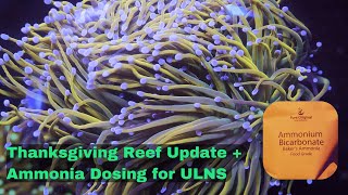 Thanksgiving Reef Tank Update Ammonia Bicarbonate Dosing [upl. by Assyl108]