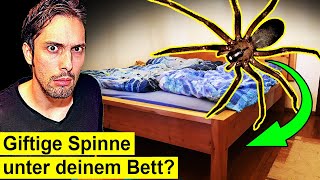 MACH DAS wenn du diese Spinne im Zimmer findest [upl. by Bethesda]