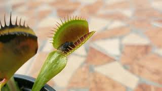 Flytrap plant eating bug alive Giant Venus Fly Trap plant eating bugs flytrap sundew [upl. by Cirda]