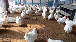 How To Start Broiler Parent Breeding Poultry Farm  Broiler Egg Production [upl. by Kathleen639]