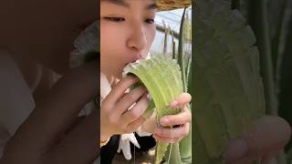 Edible aloe vera plant plants healthy health [upl. by Aikemit]