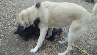 Thats gotta hurt Wolfdog and Anatolian Shepherd [upl. by Clabo]