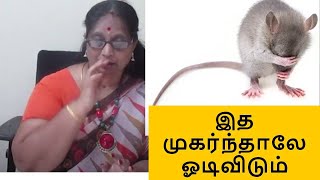 எலியை ஓட ஓட விரட்டும் 1 பொருள் இது அனுபவ உண்மைhow to rid rat from home [upl. by Yatzeck]