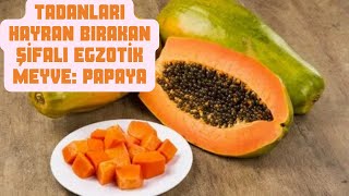 PAPAYA MEYVESİNİN FAYDALARI NELERDİR  PAPAYA MEYVESİ NASIL YENİR  PAPAYA MEYVESİ NEREDE YETİŞİR [upl. by Parsons]