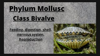 Class Bivalvia  Phylum Mollusca [upl. by Latimore]