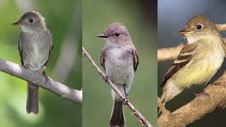 Birdsong Ambience Eastern Wood Pewee BlackCapped Chickadee Veery and More [upl. by Orlando]