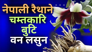 नेपाली रैथाने जडिबुटी बन लसुन Garlic a native Nepali herb [upl. by Pulling]