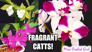 3 Very Fragrant Cattleya Orchids The green flowered Cattleya opens [upl. by Doll]