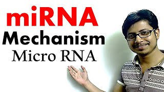 miRNA  micro RNA mechanism of gene silencing [upl. by Rosenkrantz]