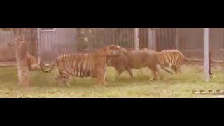 Overweight Siberian tiger vs Lion  Lion vs tiger  Asian Zoo [upl. by Estren]