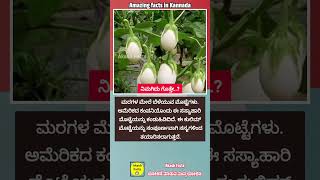 ಮರದಲ್ಲಿ ಬೆಳೆಯುವ ಮೊಟ್ಟೆಗಳು facts kannadafacts eggs egg trees interestingfacts sciencefacts [upl. by Ronacin]