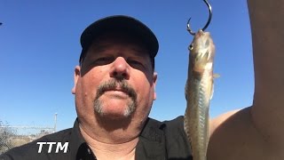 Catching Mudsuckers at Low Tide is Almost ImpossibleLive Bait FishingCatching Bait Gobies [upl. by Nonnahc60]