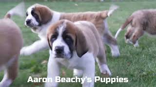 Aaron Beachys Saint Bernard Puppies [upl. by Irene]