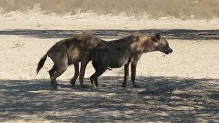 Injured howling Hyaena at Lijersdraai Water Hole [upl. by Hsatan]