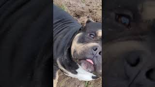 Muscletones Van Helsing bully americanbully muscletonebullys puppy [upl. by Tahpos]