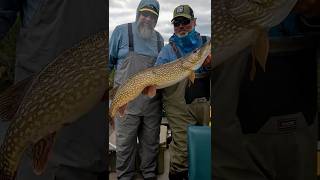 Aggressive Pike in Canada  Wollaston Lake Lodge  Fly Fishing [upl. by Dibb]