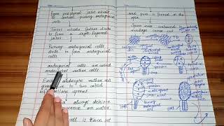 life cycle of polytrichum sexual reproduction development of antheridia in polytrichum [upl. by Maller125]