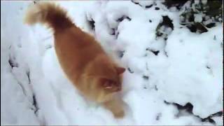 Gato de Bosque de Noruega paseando en la nieve Gatto delle foreste norvegesi Norsk Skogkatt [upl. by Nnahgem]