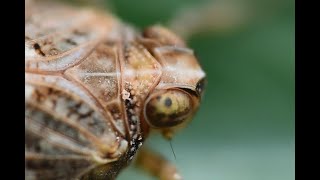 Kevercicade Issus coleoptratus imago [upl. by Mhoj]